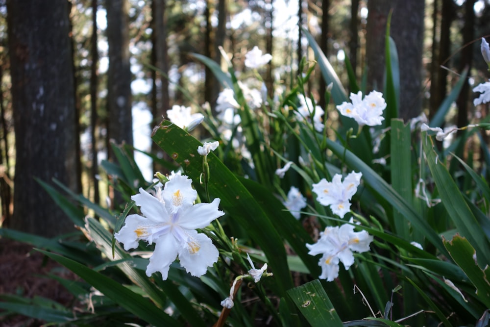 森の真ん中に座っている白い花のグループ