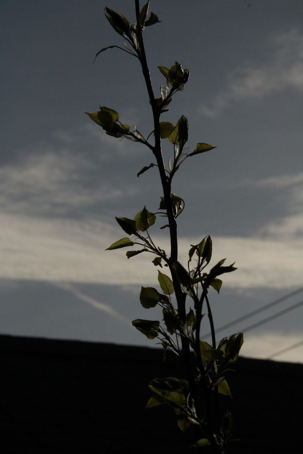 a plant with green leaves in front of a cloudy sky