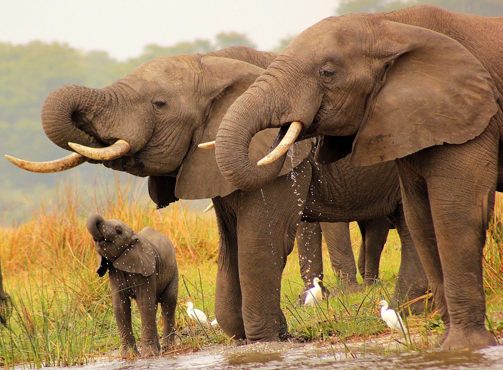 a group of elephants standing next to each other