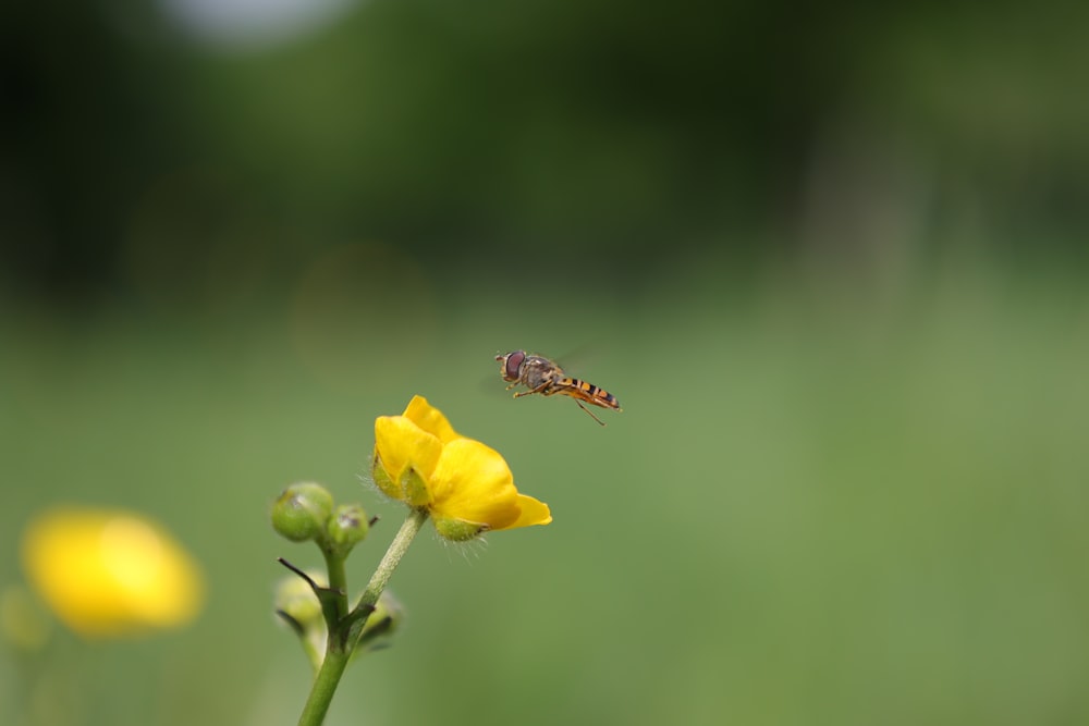 a bee flying over a yellow flower in a field