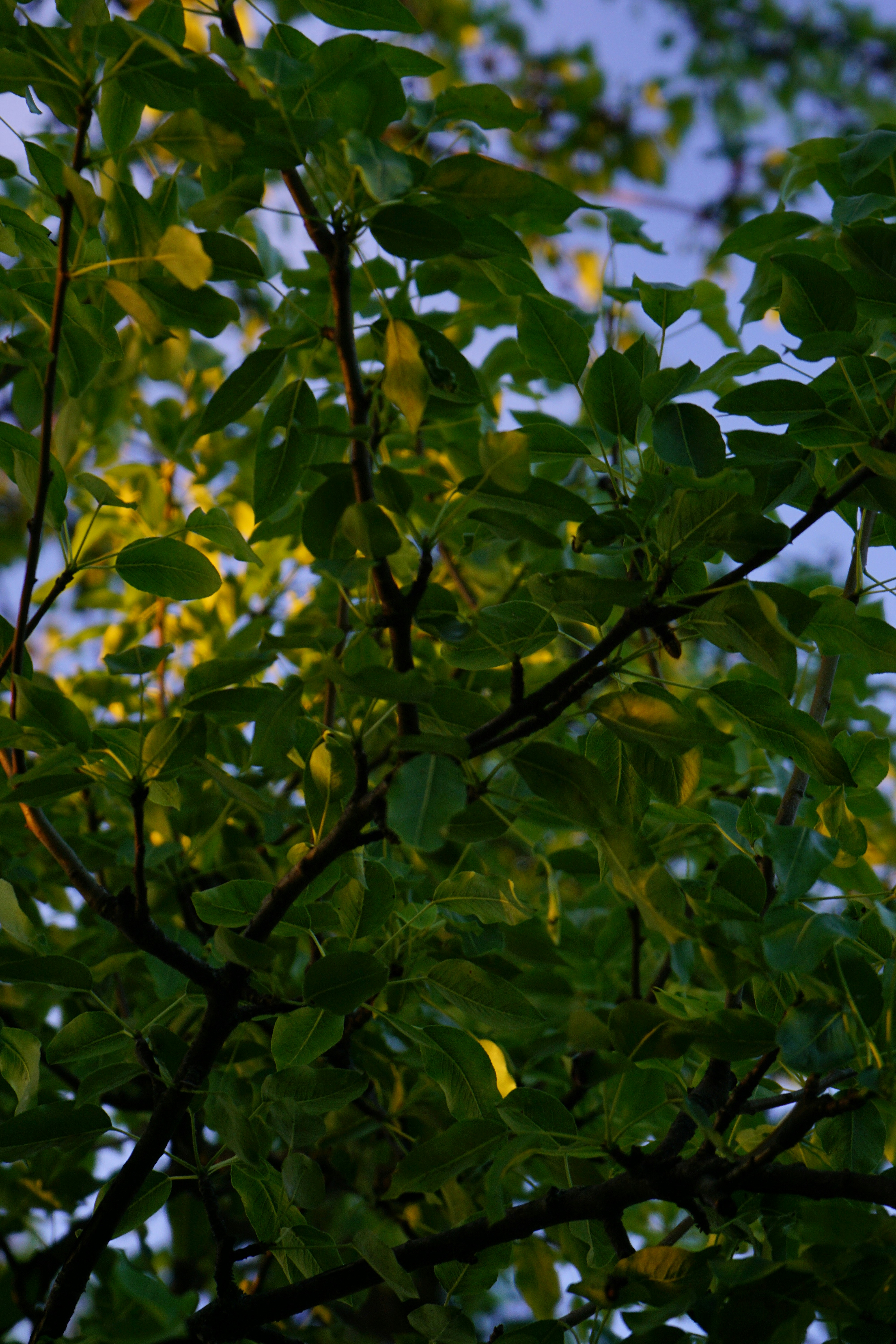 Photo by patrickschreiber