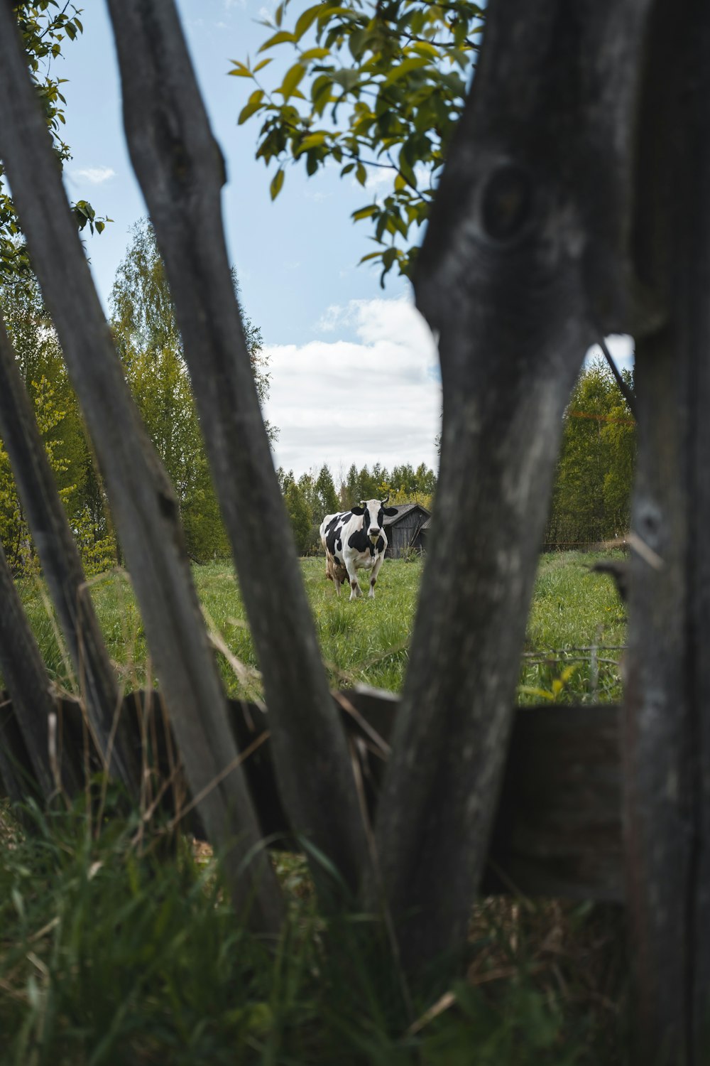 a couple of cows that are standing in the grass