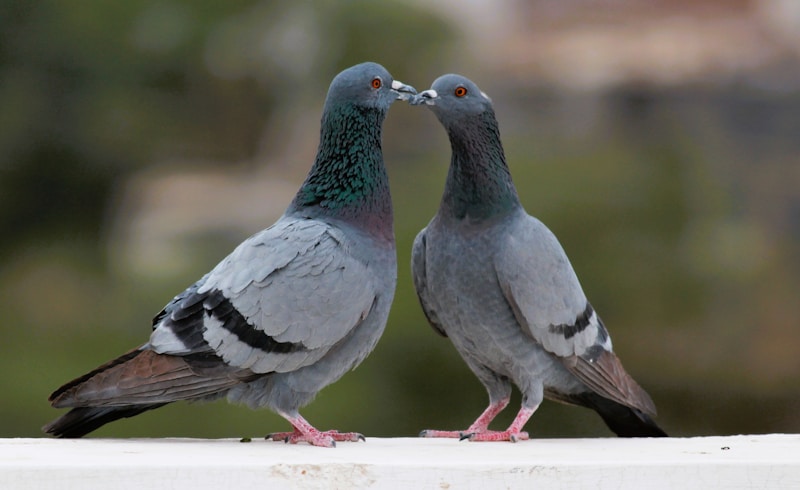 Pair symbolizing romance
