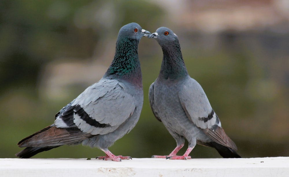 a couple of birds standing next to each other