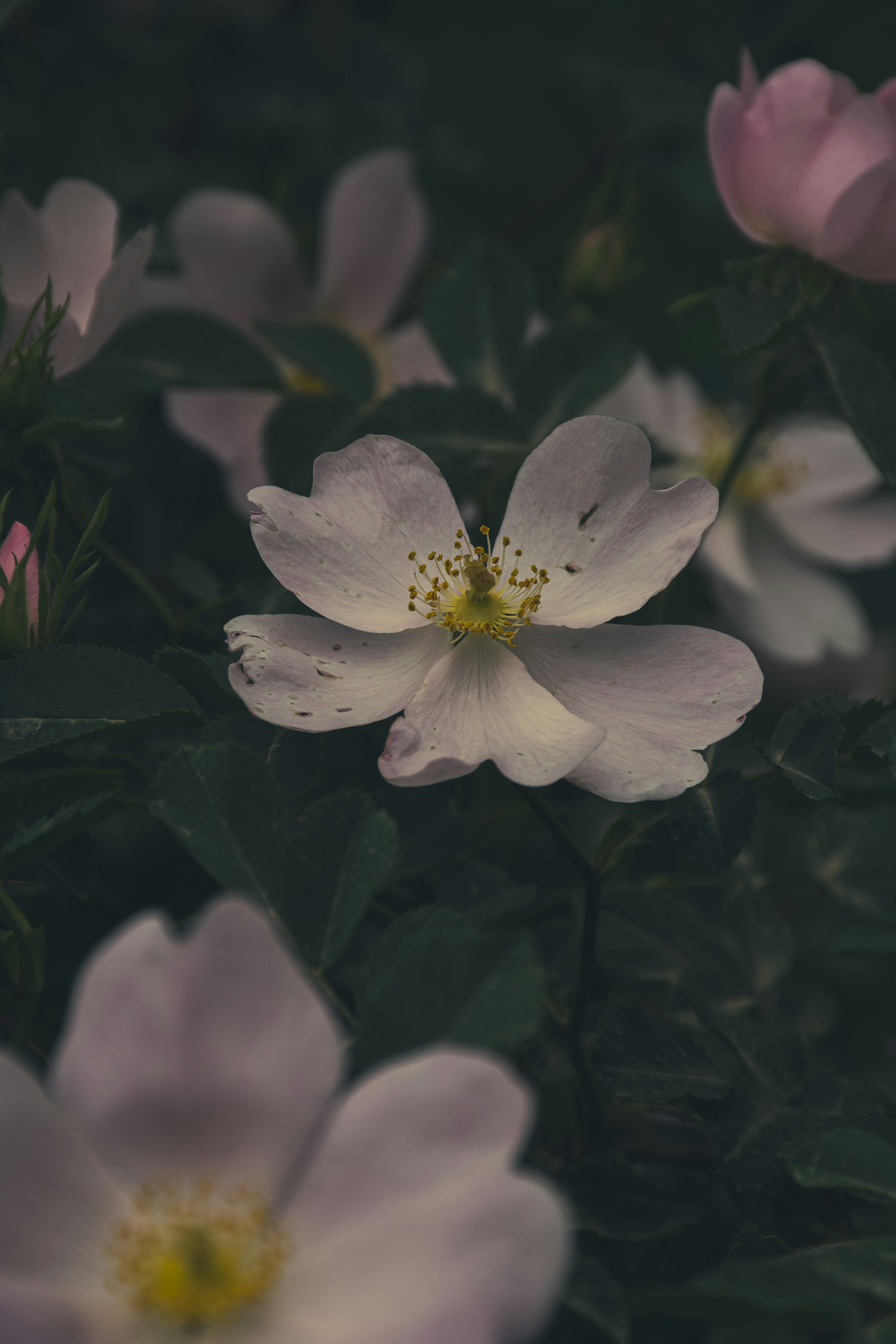 Photo by mmdam20