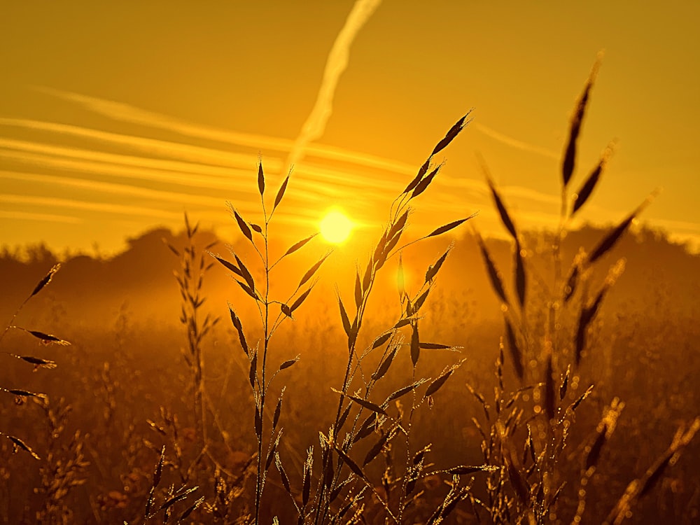 the sun is setting over a field of tall grass