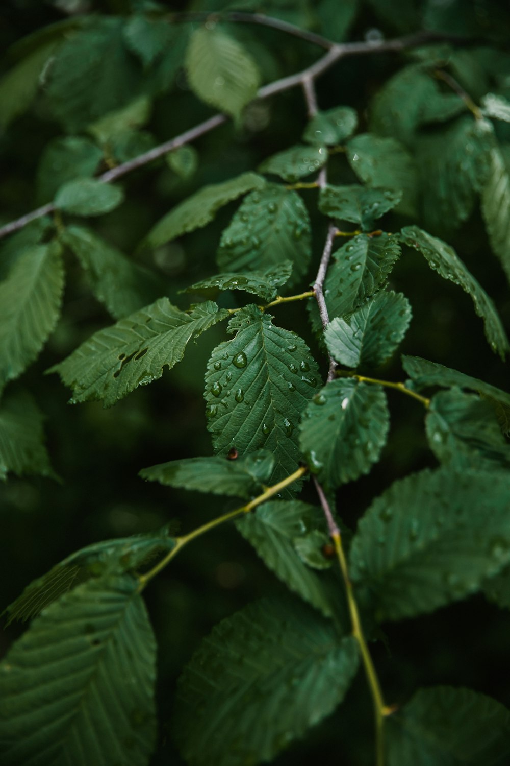 a close up of leaves with water droplets on them