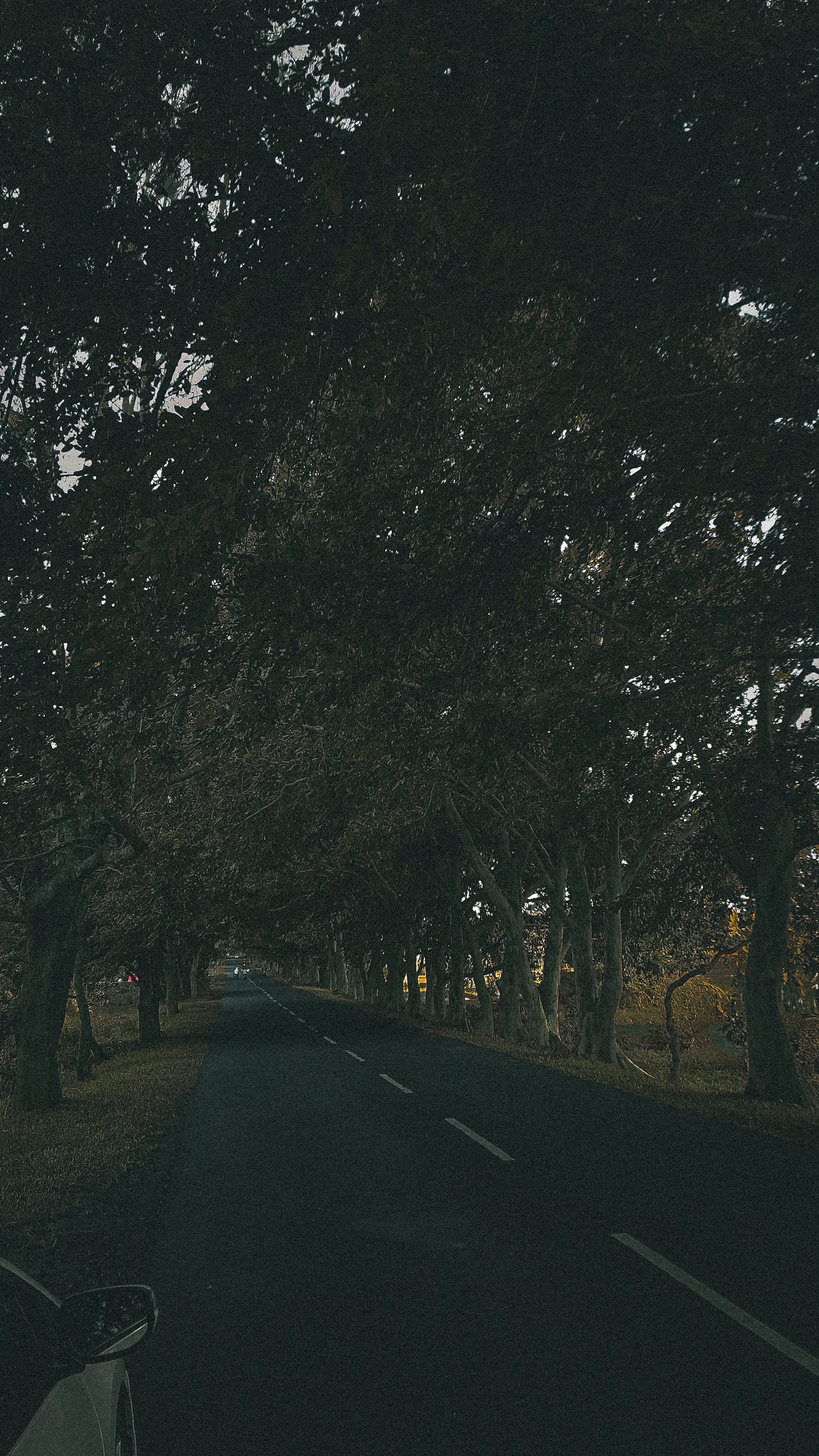 A tree-covered road in low light near Galnewa, Sri Lanka