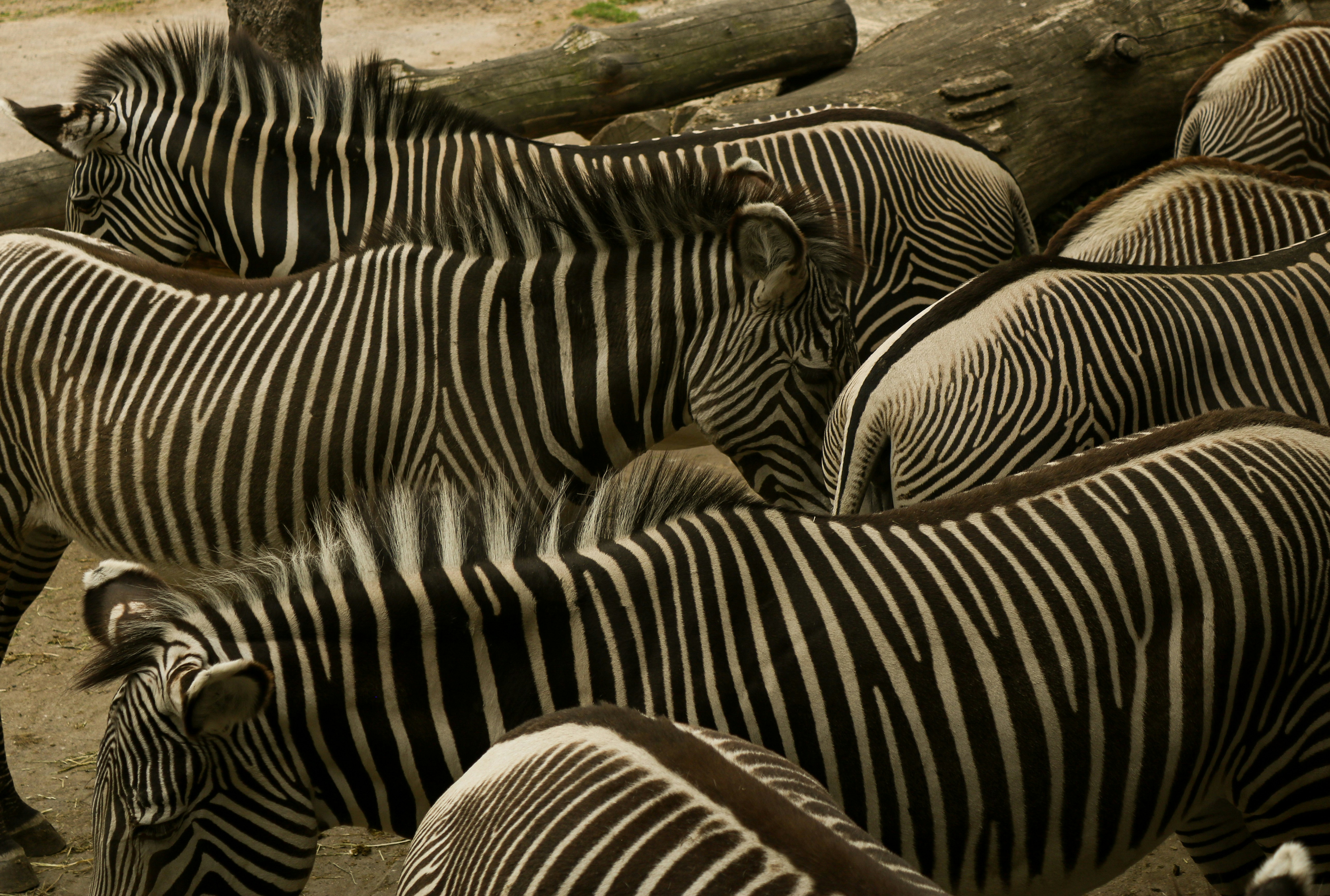 a herd of zebra standing next to each other