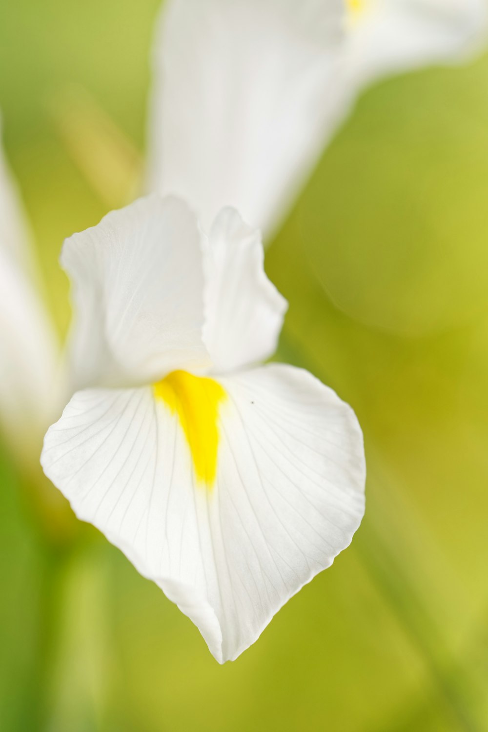 eine Nahaufnahme einer weißen Blume mit gelber Mitte