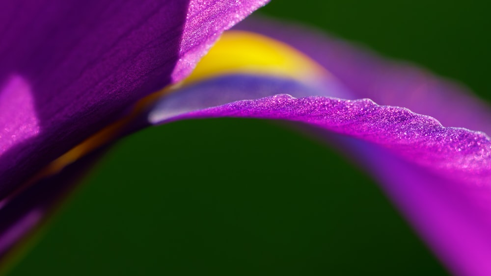 a close up of a purple flower with a green background