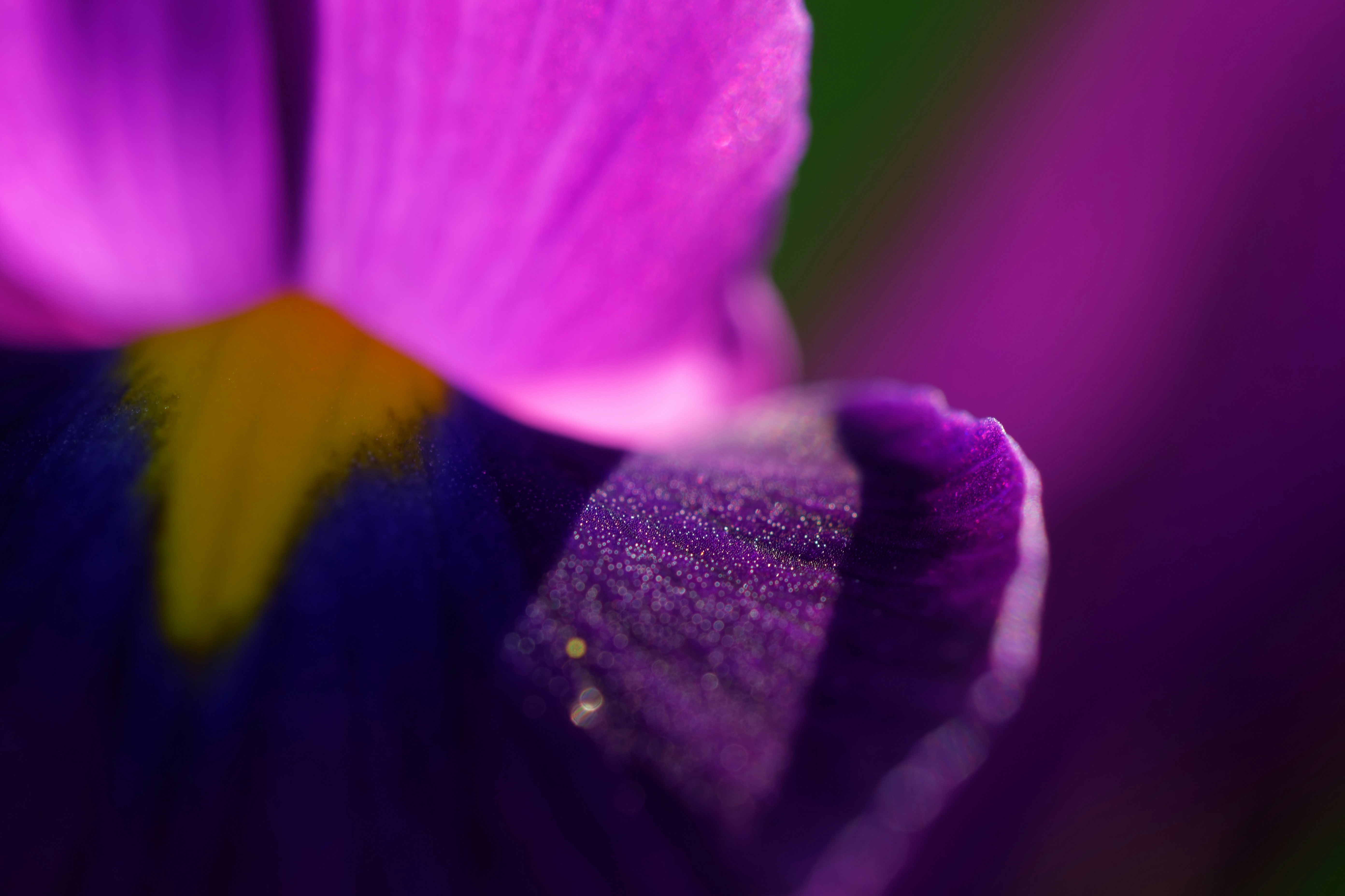 a close up of a purple flower with a yellow center