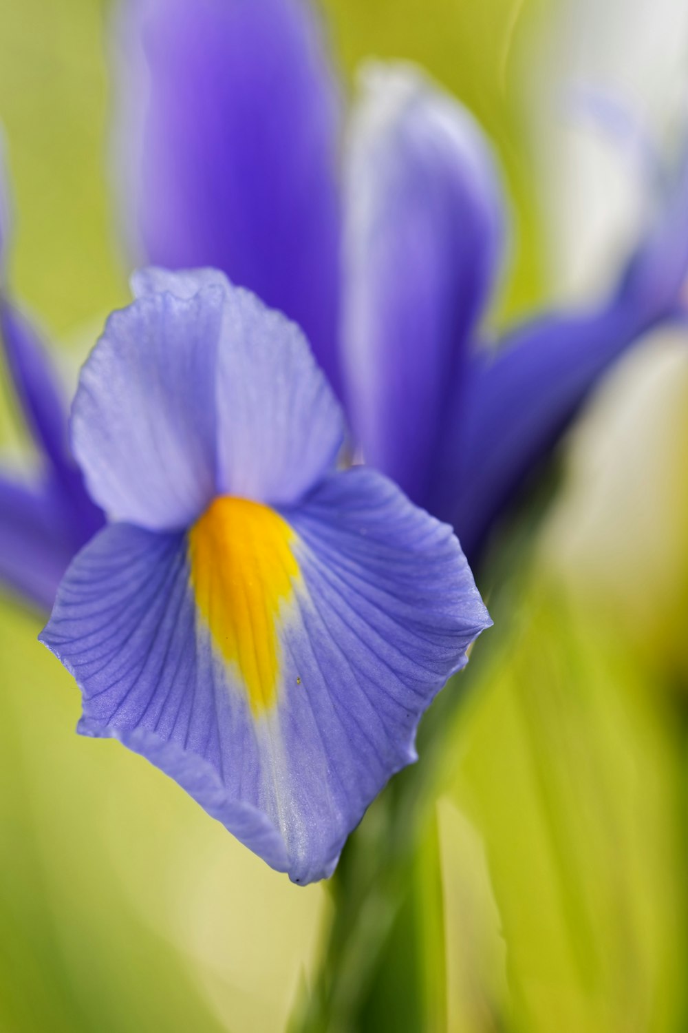 eine Nahaufnahme einer blauen Blume mit gelber Mitte