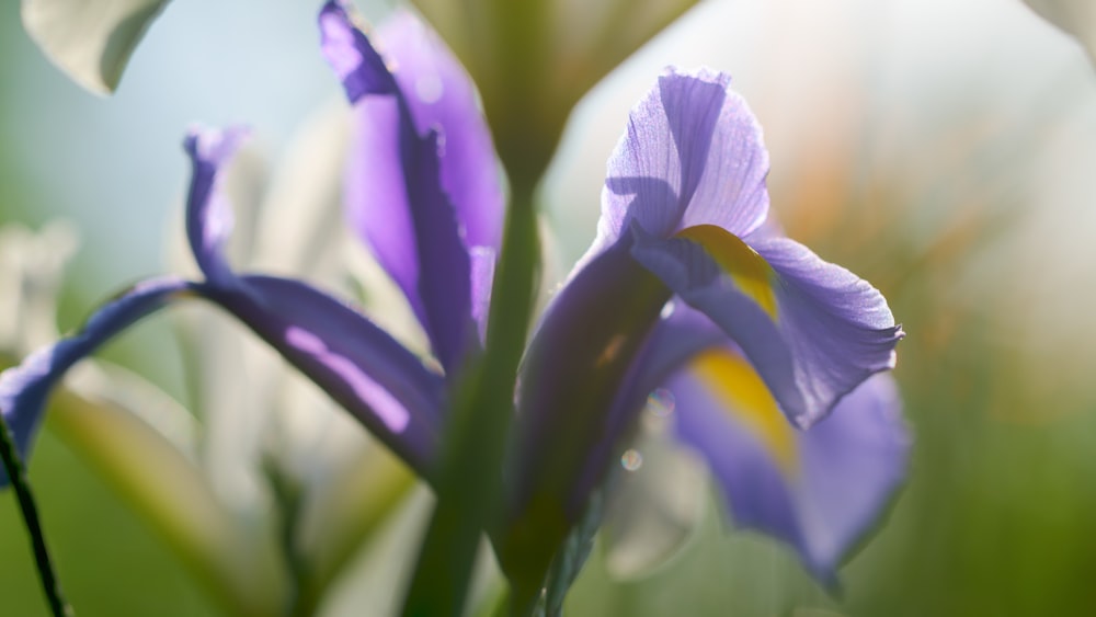 a close up of a purple flower with a blurry background