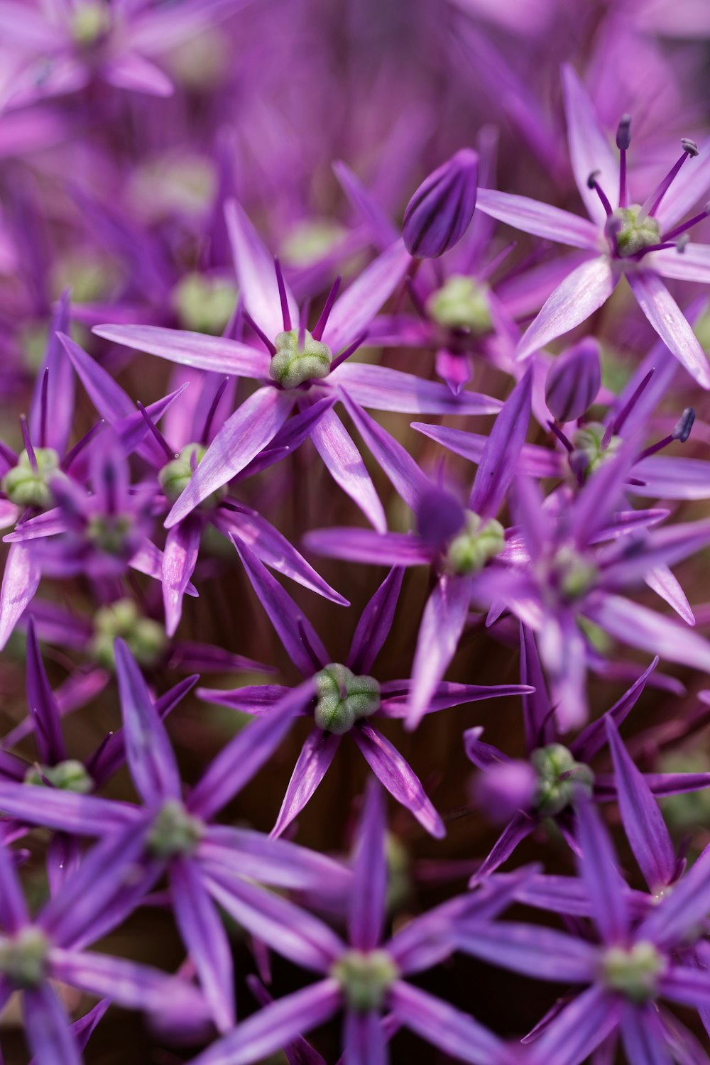 a bunch of purple flowers that are blooming