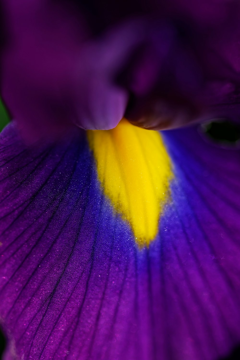 a close up of a purple flower with a yellow center