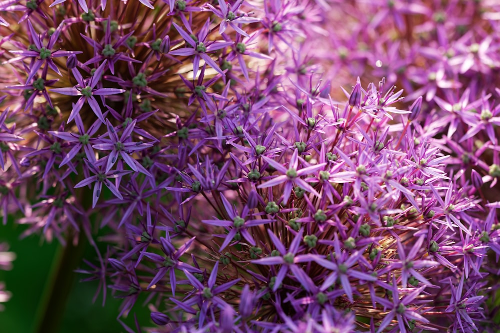 a bunch of purple flowers that are blooming