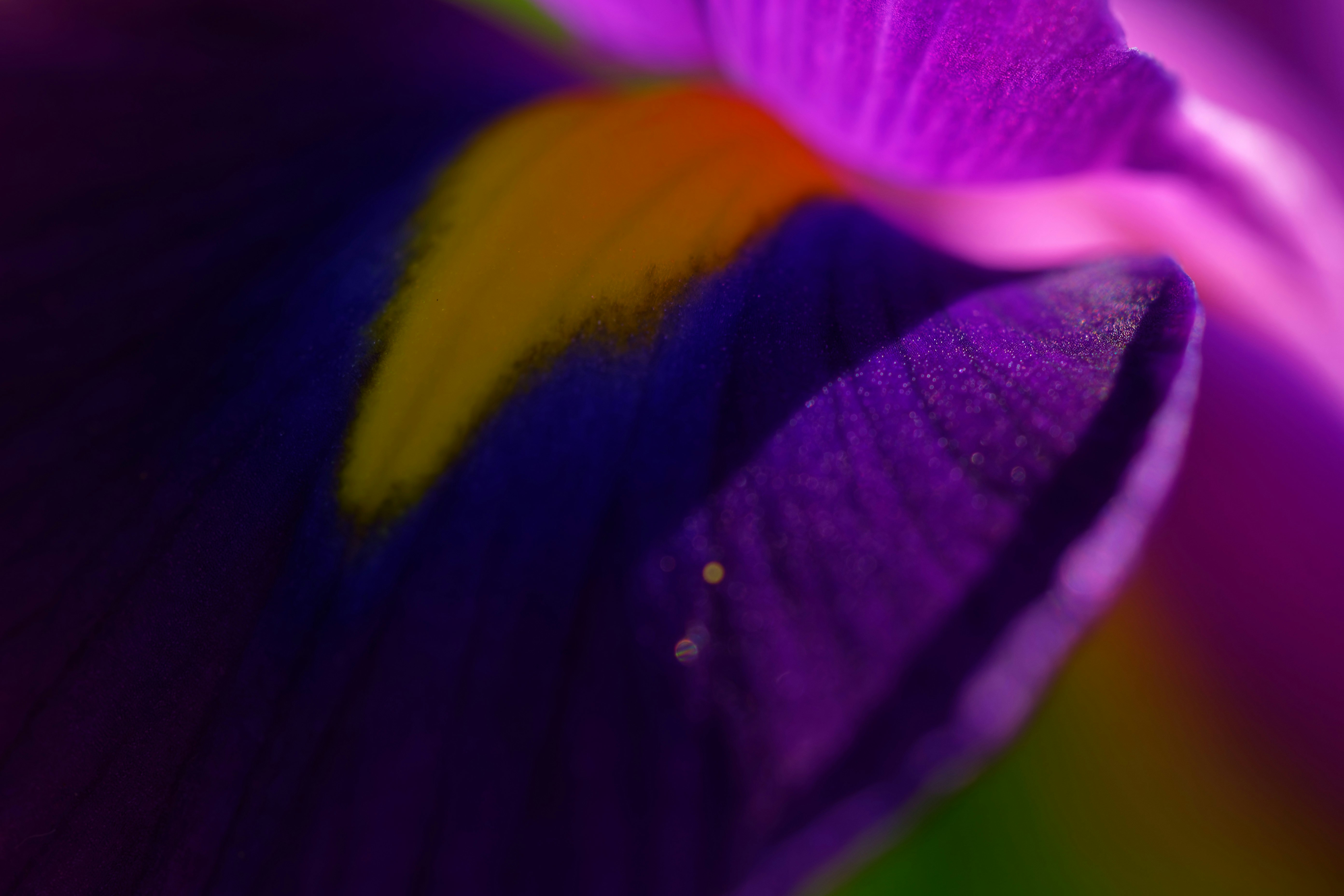 a close up of a purple flower with a green center