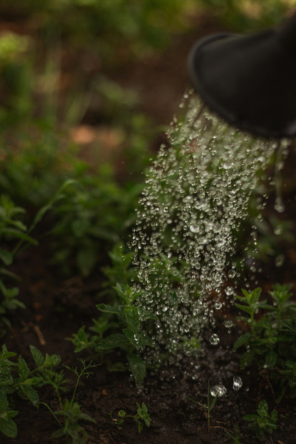 a person is watering water on a plant