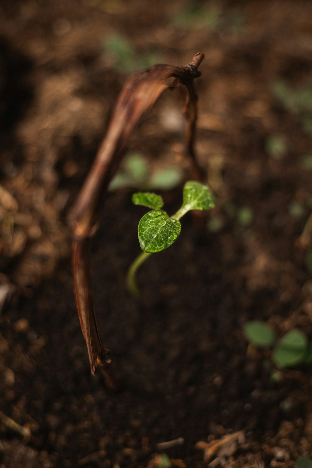 a young plant sprouts from the ground