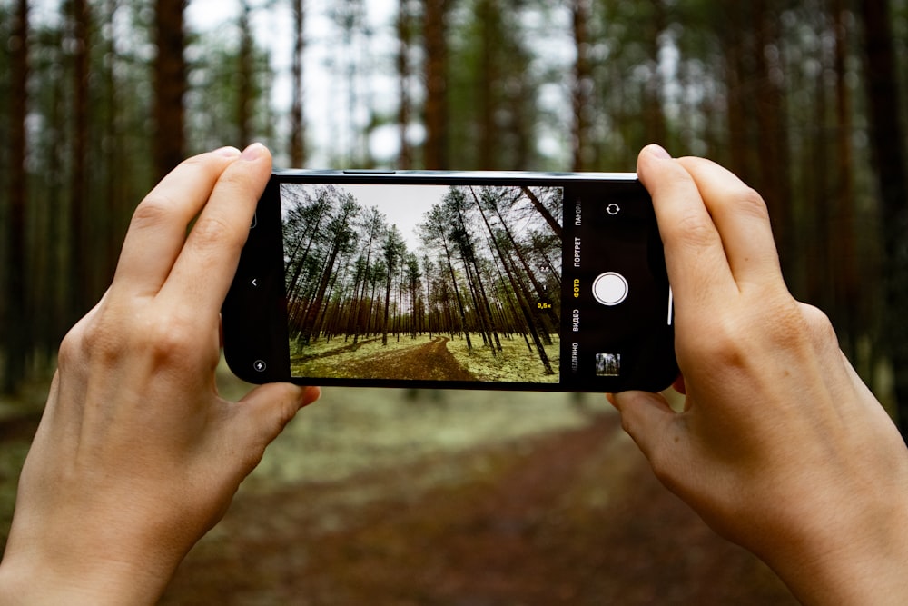 a person taking a picture of a forest