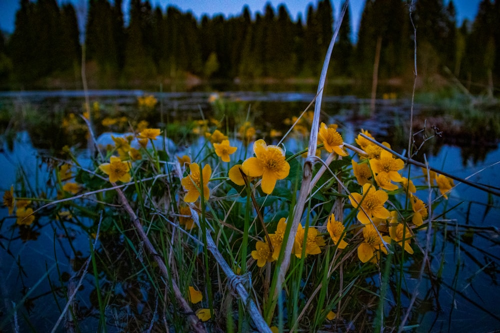 a bunch of flowers that are in the grass