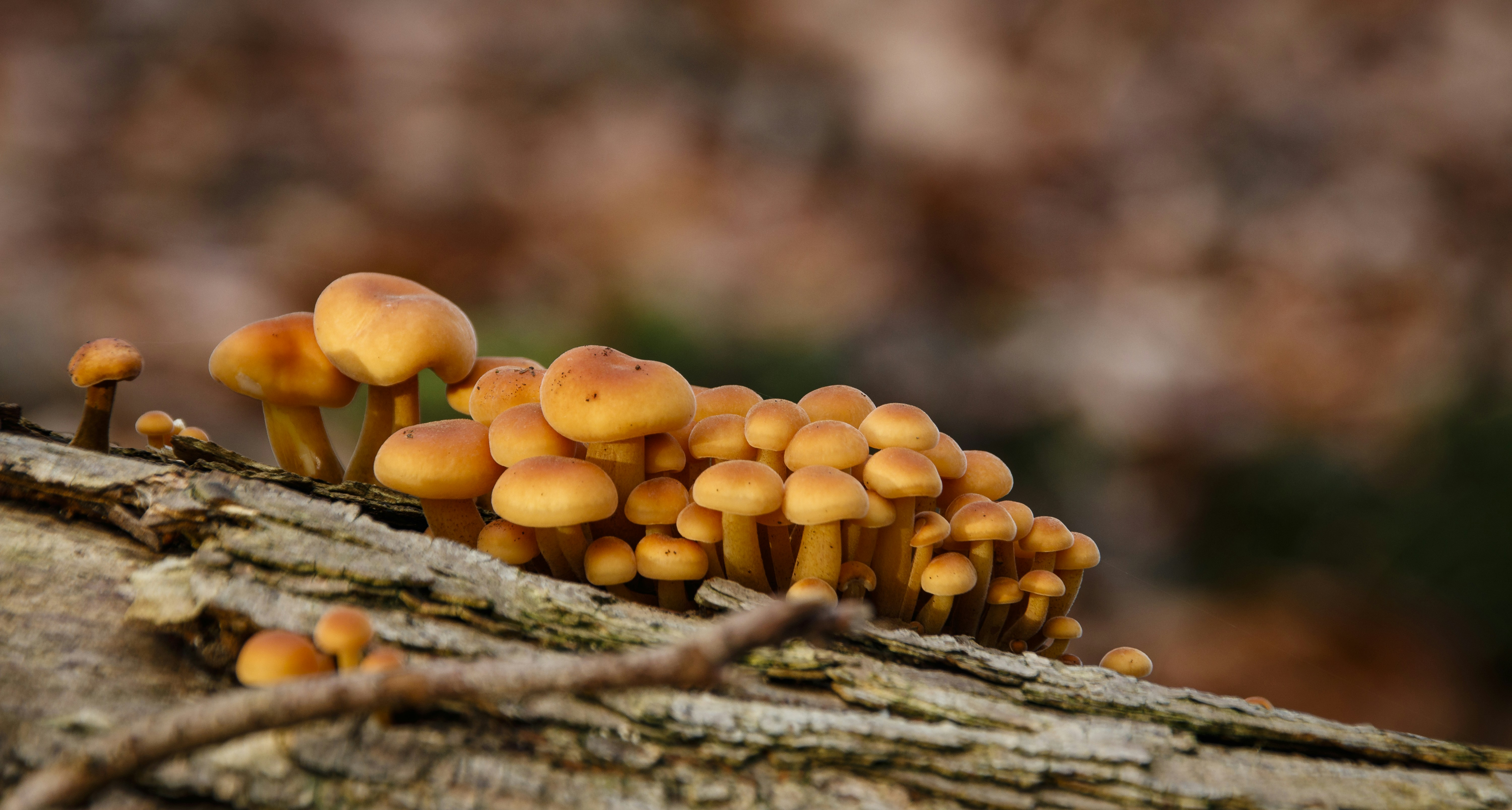 Photo by blairwitchdk