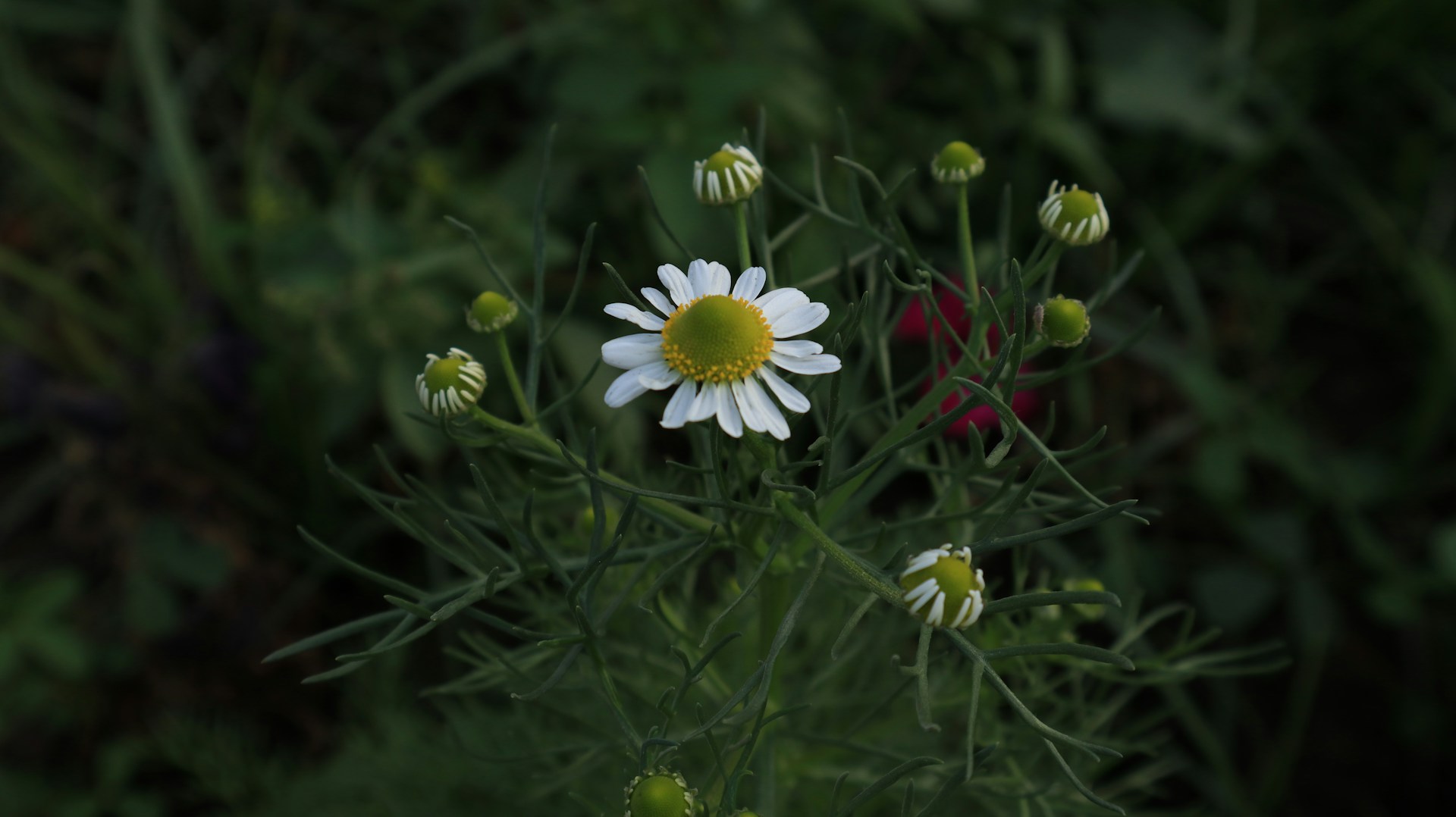 a white flower with a yellow center surrounded by other flowers