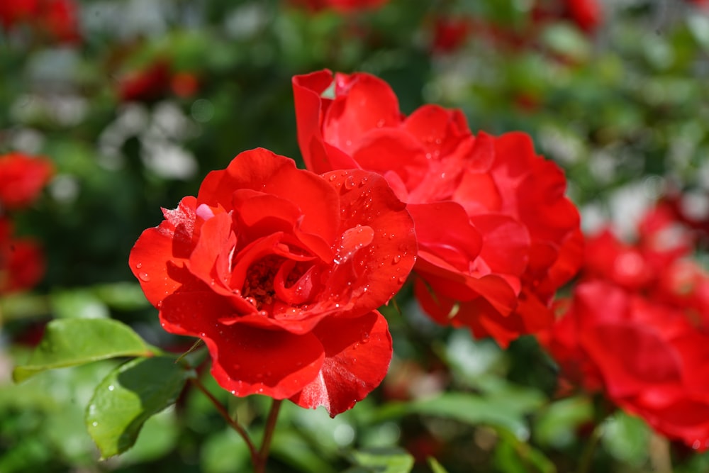 a bunch of red flowers that are in the grass