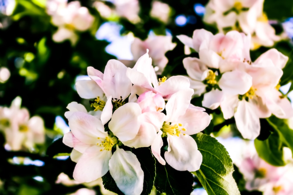 ein Blumenstrauß, der auf einem Baum ist