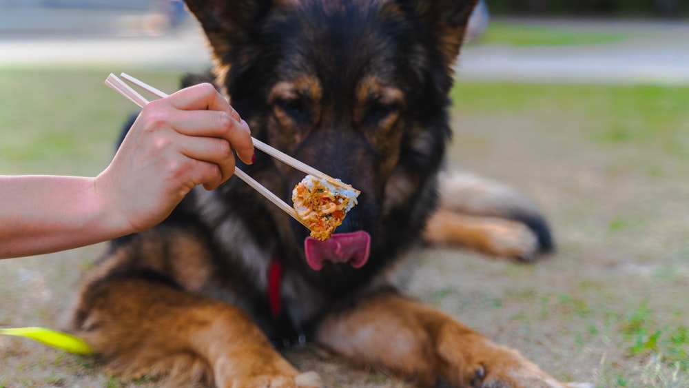 a person holding chopsticks over a dog's mouth