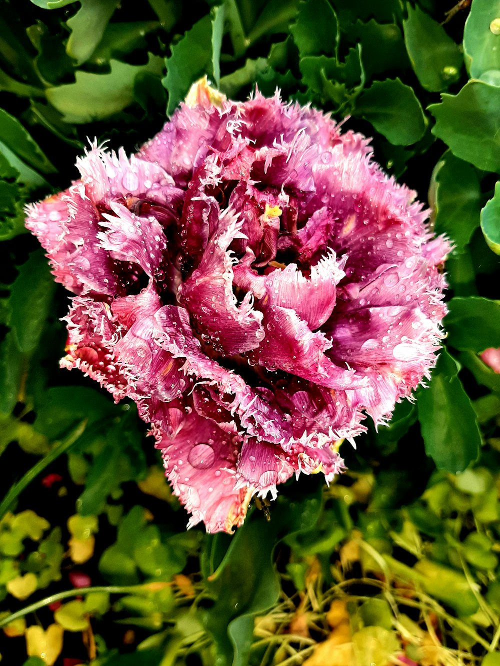 a pink flower with drops of water on it