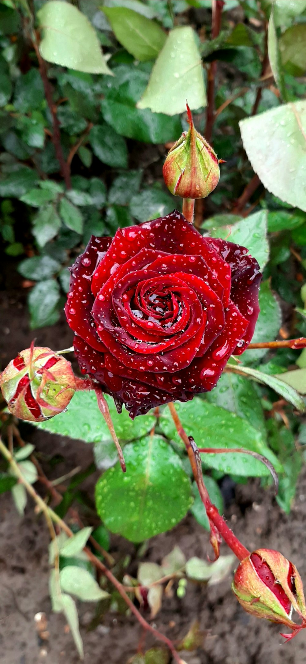 a close up of a flower with water droplets on it