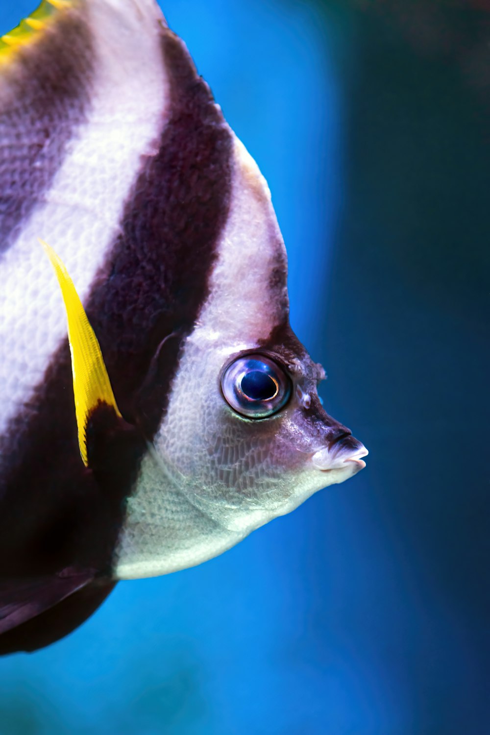 a close up of a fish with a blurry background