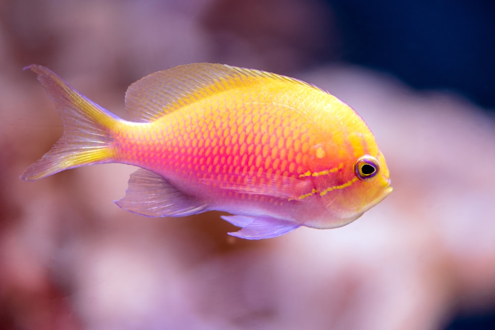 a yellow and red fish in an aquarium