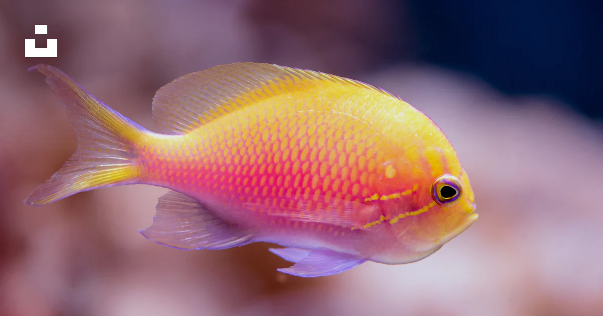 Clore Fish A yellow and red fish in an aquarium photo – Free Australia Image on ...