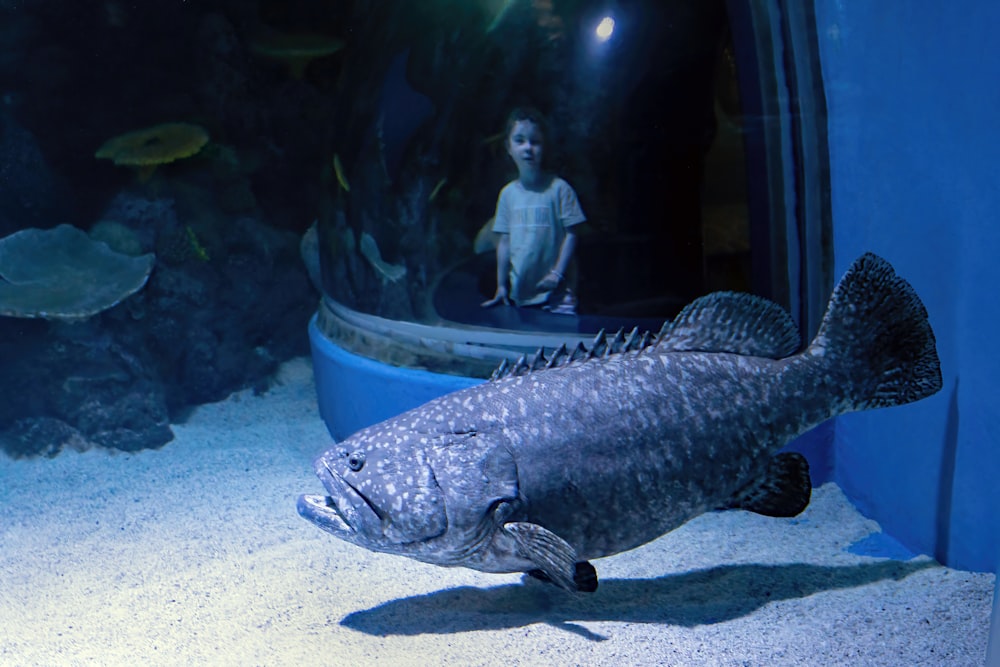 a fish in an aquarium with a boy in the background
