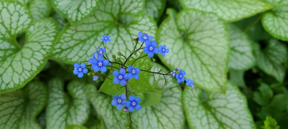 a group of blue flowers surrounded by green leaves