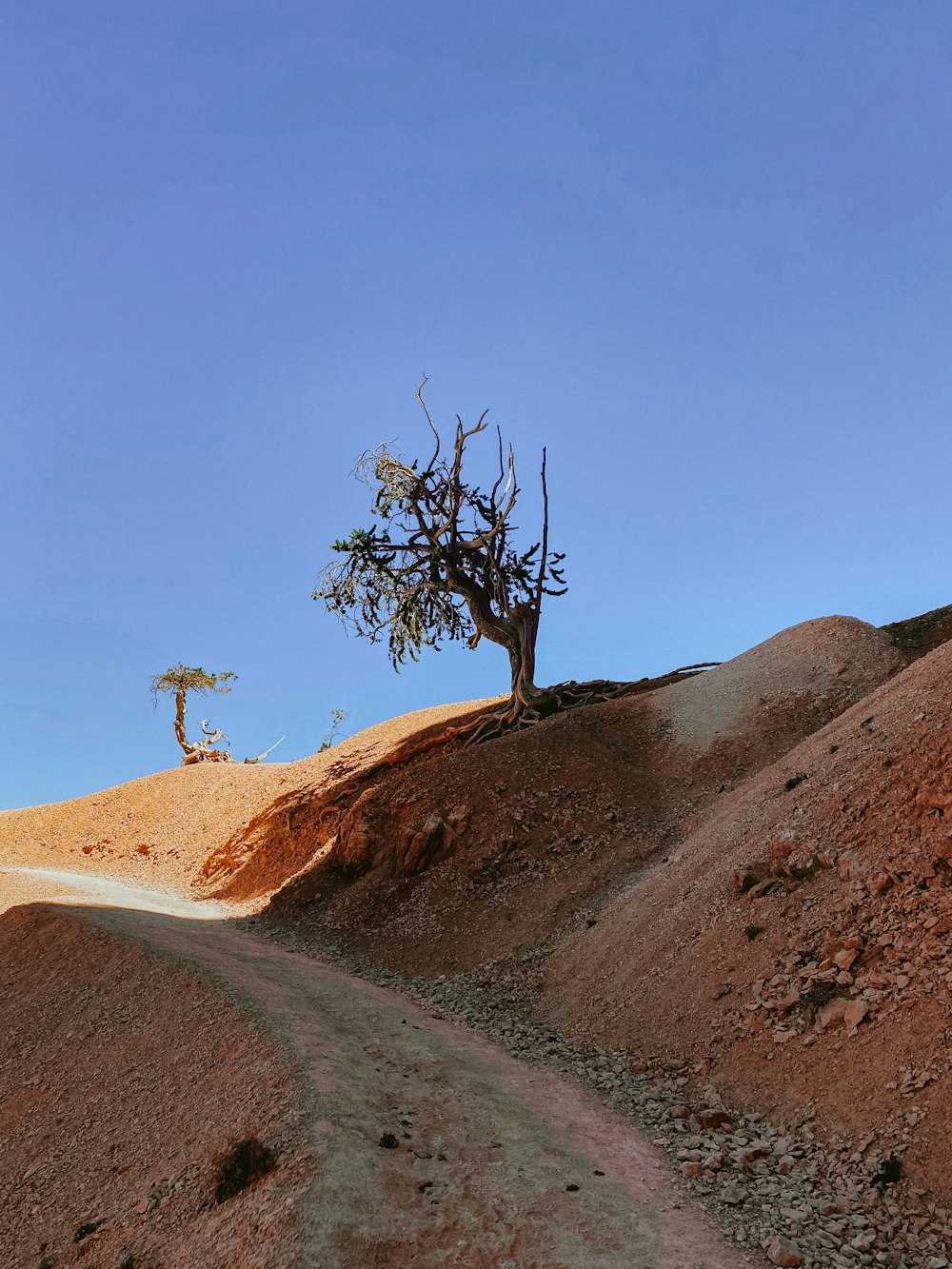 a dirt road with a tree on top of it