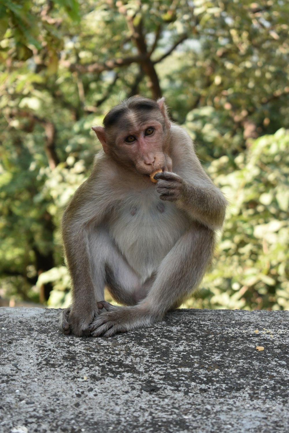 a monkey sitting on a rock eating something