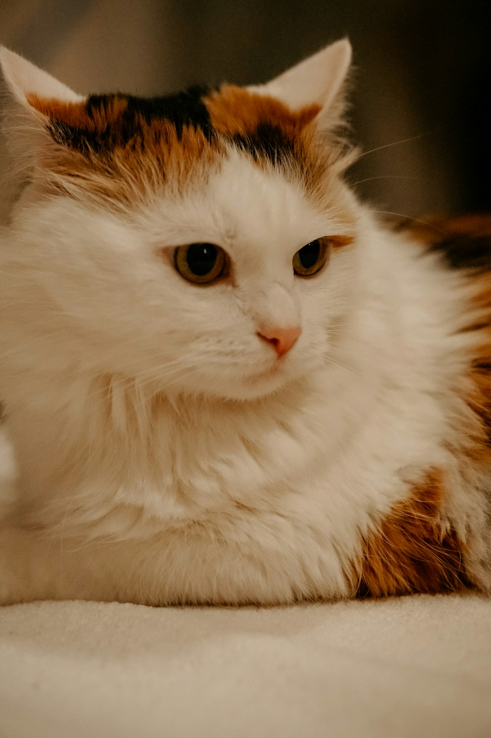 a close up of a cat laying on a bed