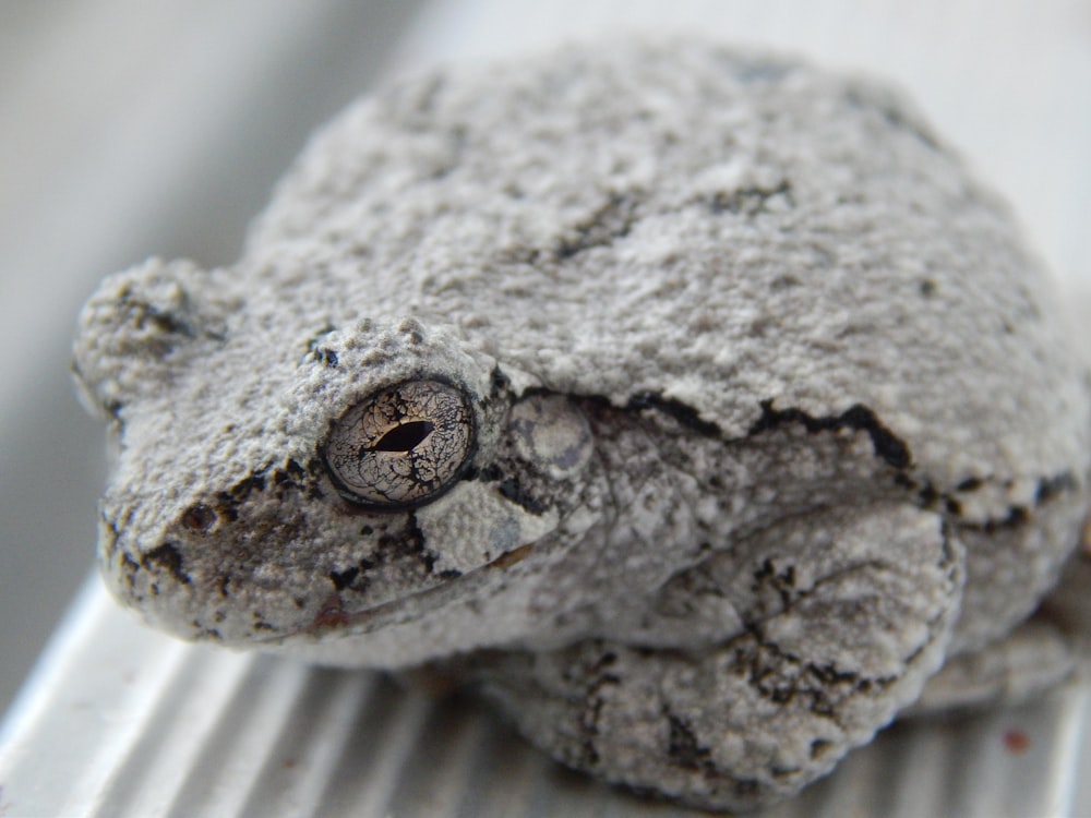 Gros plan d’une grenouille sur une surface métallique