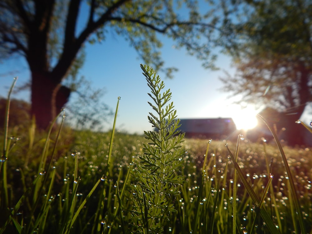 the sun shines through the trees and grass