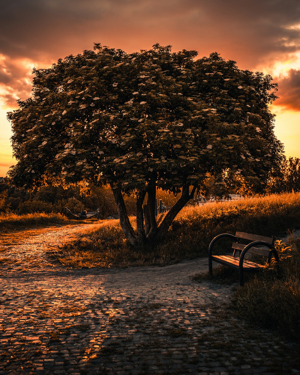 a bench under a tree on a dirt path