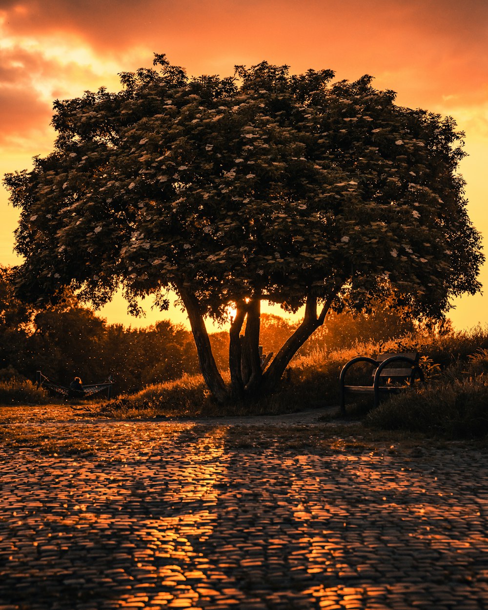 a bench under a tree on the side of a river