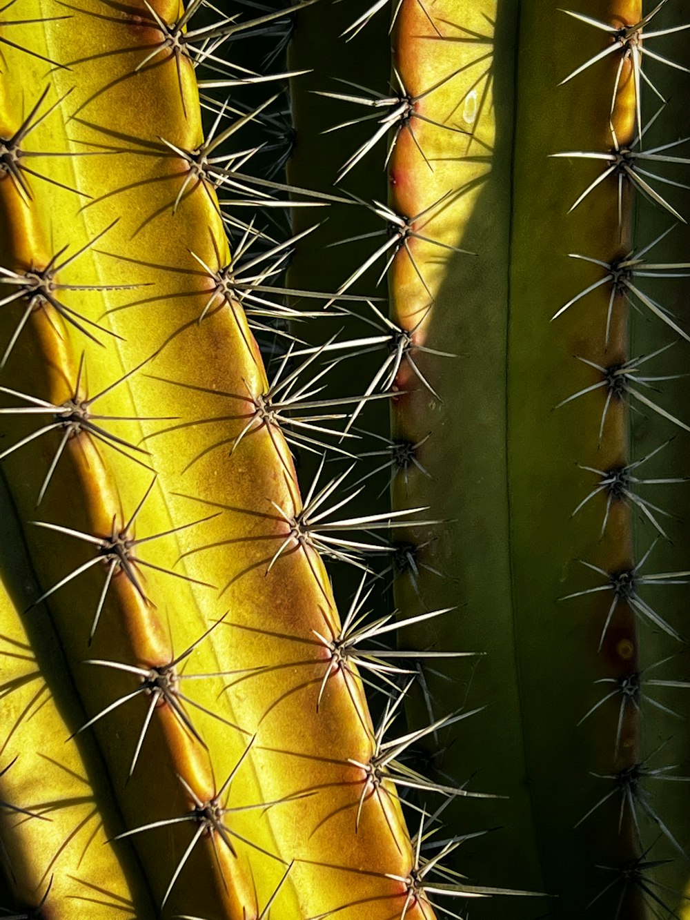 a close up of a cactus with many spikes