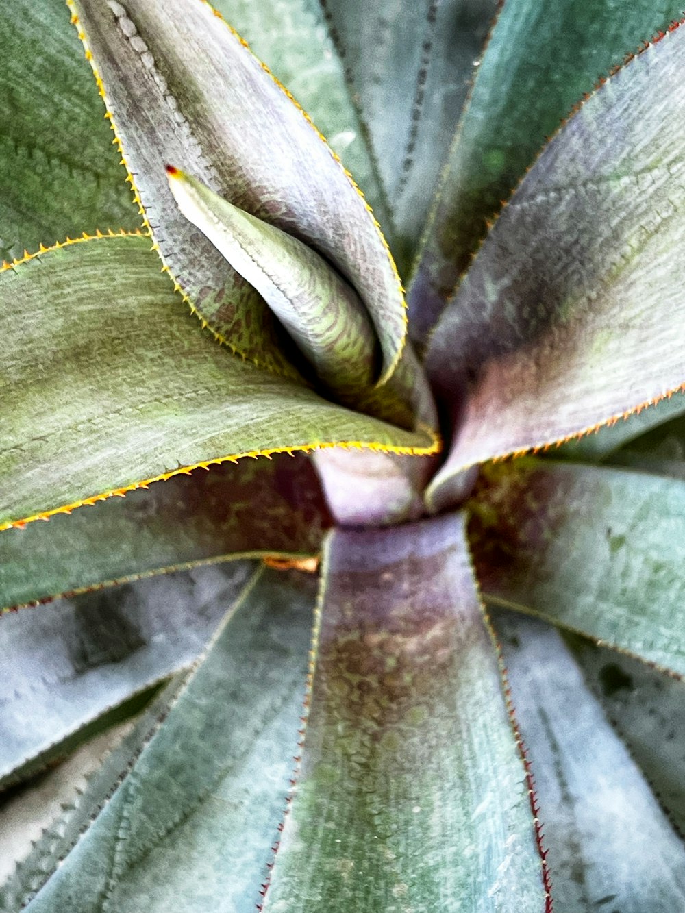 a close up of a plant with green leaves