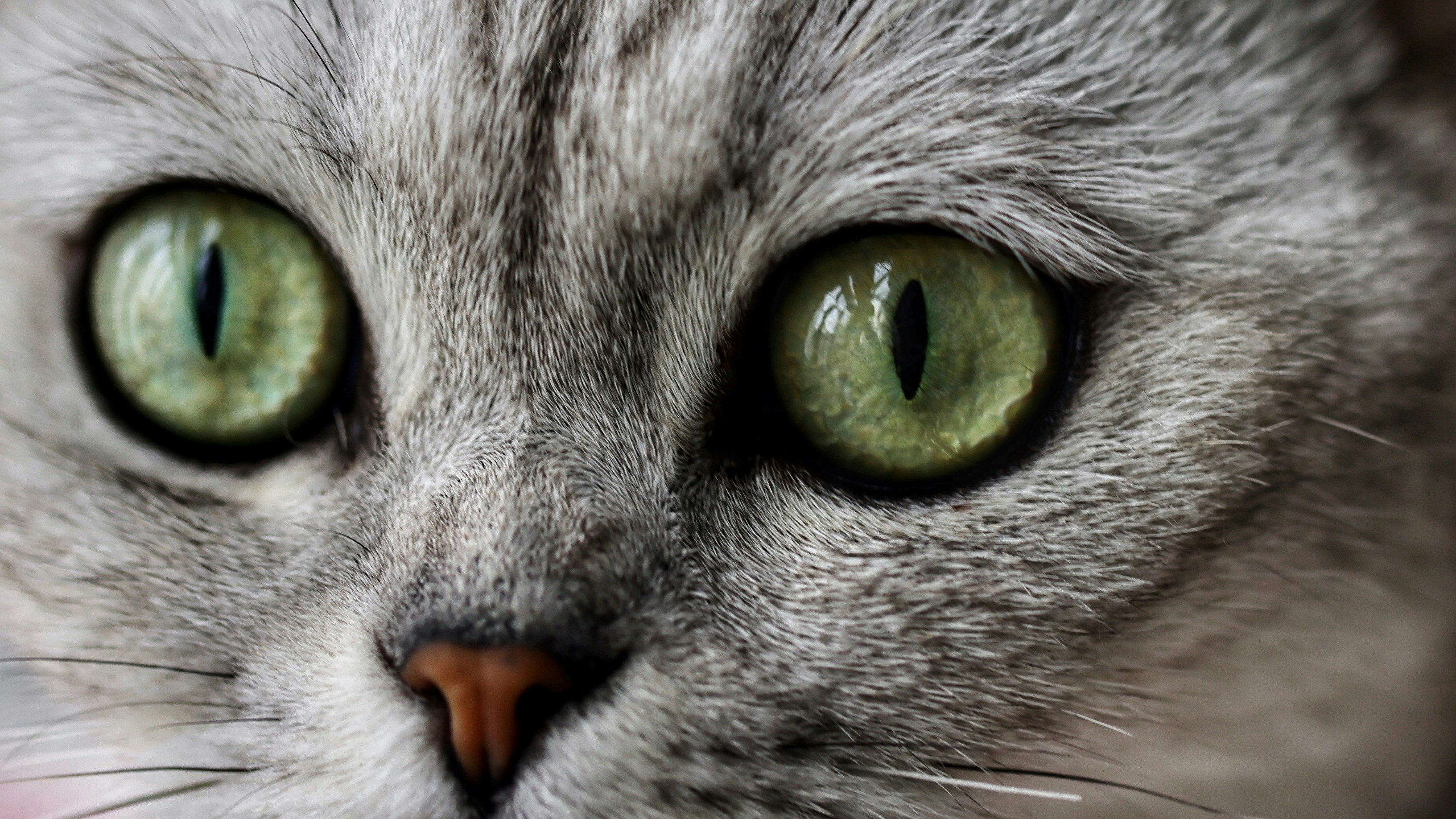 Photo by dickenslin76