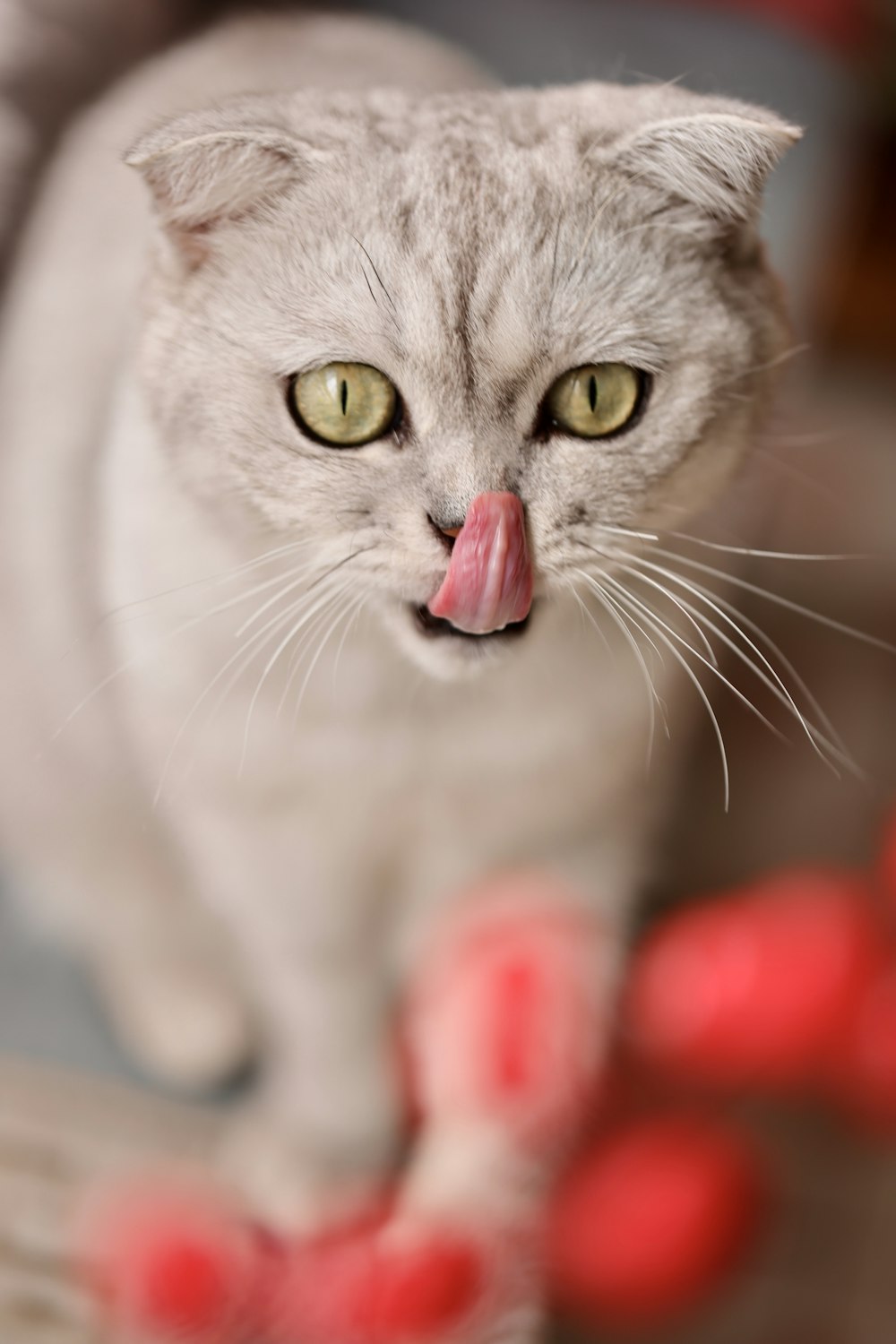 a cat with its tongue hanging out