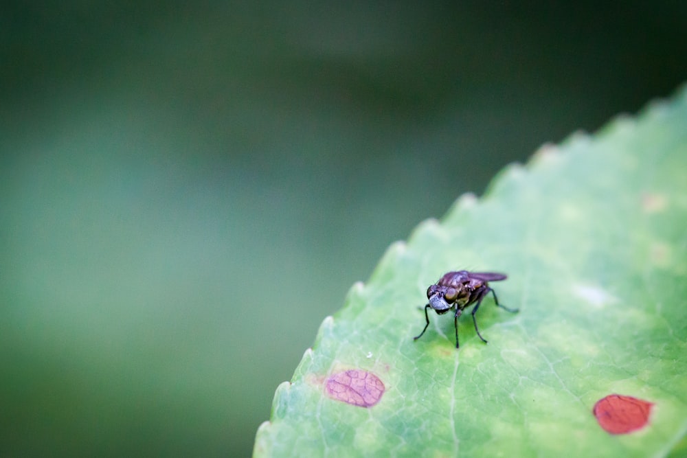 a bug is sitting on a green leaf